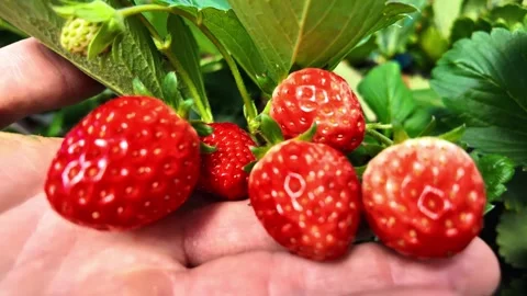 Close-up of fresh, ripe strawberries held in a hand, surrounded by vibrant. Stock Footage 312314031