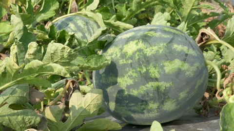 Close-Up Of Fresh Ripe Watermelon Growing In Sunny Field Stock Footage 333364210