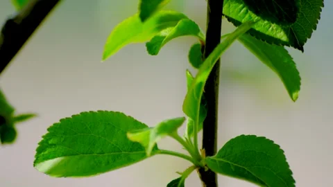 Close-up of Fresh Sapling Leaves Swaying in Wind Stock Footage 339172423