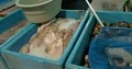 Close up fresh seafood presentation at Bali Jimbaran seafood restaurants 4k or 4k+ Resolution