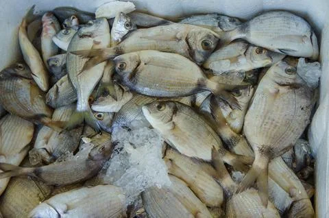 A close-up of fresh, silver fish piled in a container, likely at a fish marke Stock Photos