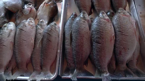 Close up of fresh silver fish, without scales and clean in amazon market. Stock Footage 147047445