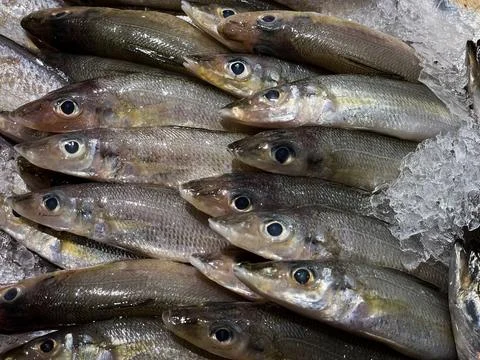 Close up of fresh small silver fish laid on ice Stock Photos