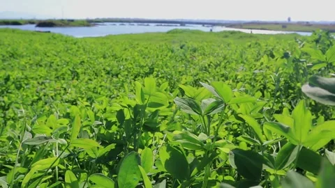 Close-Up of Fresh Spinach Leaves with floating river in the background Stock Footage 285138555