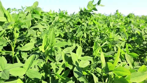 Close-Up of Fresh Spinach Leaves Stock Footage 285138494