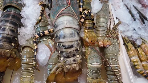 Close Up of Fresh Spiny Lobsters on Ice at Seafood Market in Thailand 4K Stock Footage 336611226