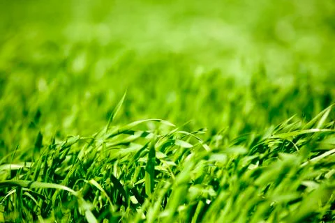 Close up of fresh spring grass Stock Photos