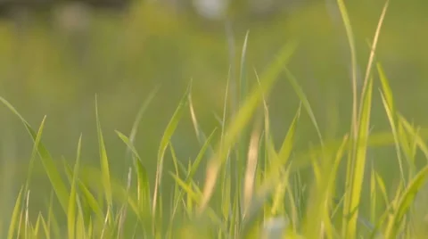 Close-up on fresh spring grass with warm sunlight Stock Footage 7753048