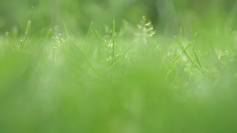 Close up fresh spring green grass. Dynamic handheld shot. Stock Footage 147688782