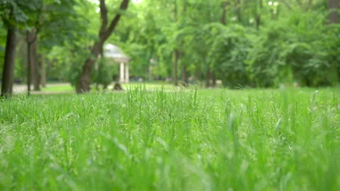 Close up fresh spring green grass. Dynamic handheld shot. Stock Footage 147688813