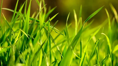 Close up on a fresh spring green grass. Stock Footage 154326286