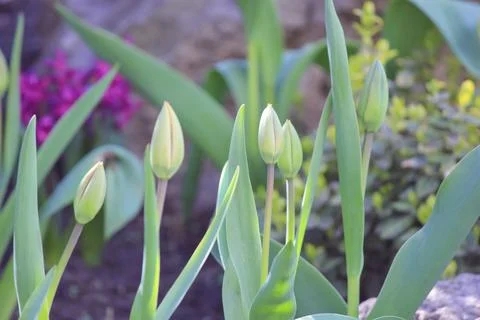 Close up of fresh spring tulip buds growing in a sunny garden representing .. Stock Photos