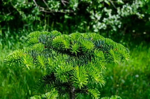 Close up of fresh springtime bonsai pine tree in the South park Stock Photos