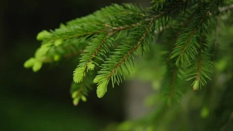 Close up of fresh spruce branches in spring. Natural forest background. Stock Footage 138738800