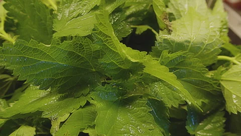 Close up of fresh stinging nettle. Freshly washed, wet wild stinging nettle Stock Footage 273561006