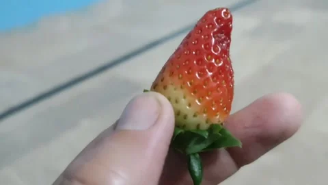 Close-up of a Fresh Strawberry Pinched Between Two Fingers stock video Video stock 302725576