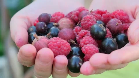 Close-up of fresh summer berries in woman's palms. Видео 201125659