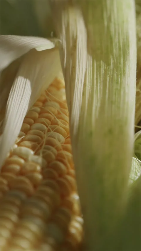 Close up of fresh sweet corn cob in golden sunrise sunlight Video stock 343403333
