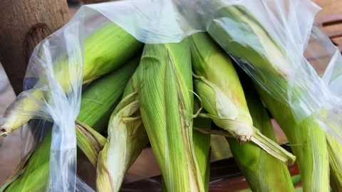 Close up of fresh sweet corn cobs packed in plastic carry bag Stock Footage 340976099