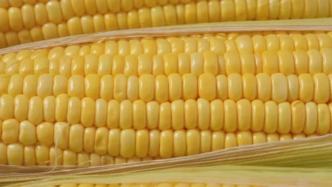Close-up of fresh sweet corn. Stock Footage 334917987