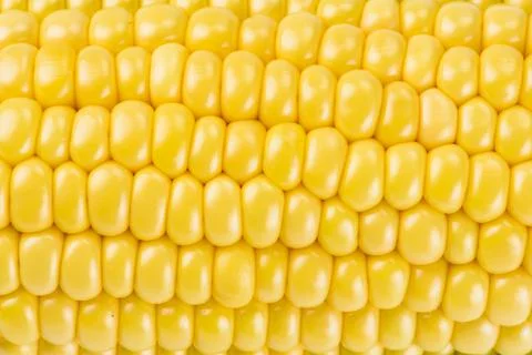 Close-up of fresh sweet corn Stock Photos