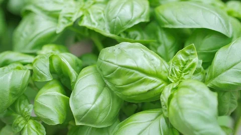 Close Up Of fresh taste Basil Leaves.Summer, Nature, Flavor Stock Footage 112282429