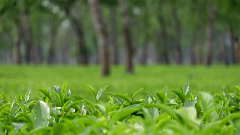 Close Up of Fresh Tea Leaves with Blurred Plantation Background 스톡 동영상 334774655