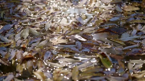 Close-up of fresh tea leaves soaking in water Stock Footage 345813401