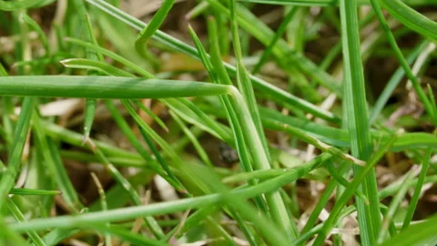 Close up of fresh thick grass in the early morning Stock-Footage 131118568