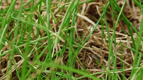 Close up of fresh thick grass in the early morning Stock Footage 134653034