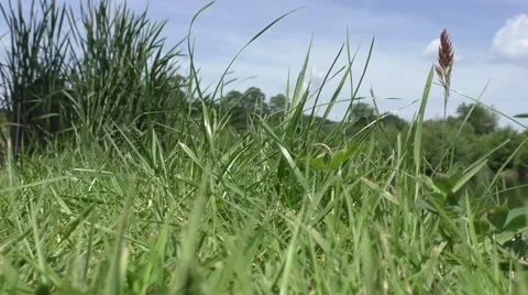 Close up of fresh thick grass 스톡 동영상 52722914