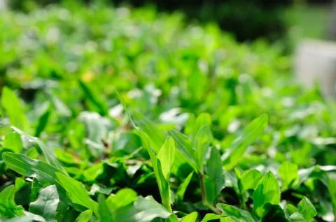 Close up of fresh thick grass Stock Photos