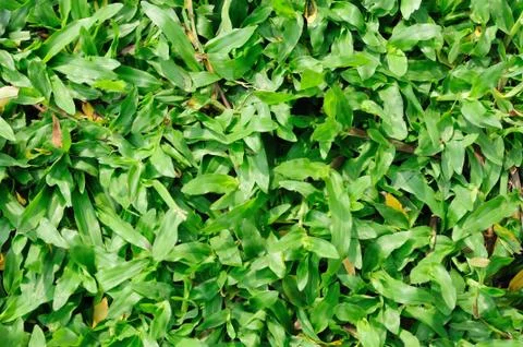 Close up of fresh thick grass Stock Photos