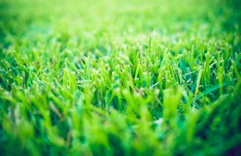 Close up of fresh thick grass Stock Photos