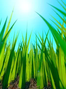 Close up of fresh thick grass with sun and ground Illustrazione stock