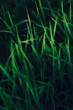 Close up of fresh thick grass with a sun ray in the evening. Dark background Stock Photos
