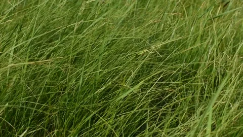 Close-up of fresh thick grass swaying. Stock Footage 130620972