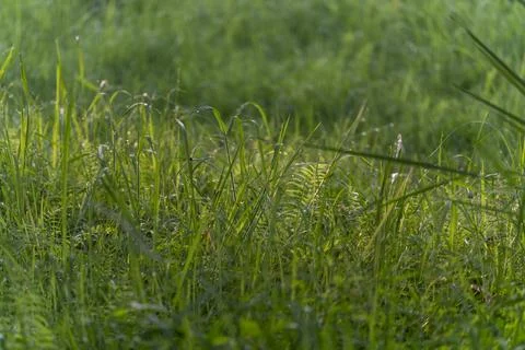 Close up of fresh thick grass with water drops in the early morning Stock Photos