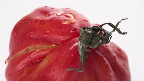 Close-up of Fresh Tomato with Water Drops Stock Footage 337516462