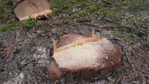 Close-up of a Fresh Tree Stump with Dripping Resin in a Deforested Area. Video stock 336862345