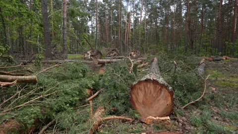 Close-up of a Fresh Tree Stump with Dripping Resin in a Deforested Area Video stock 336862507