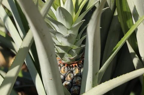Close up of Fresh tropical pineapple on tree growing in a farm. Stock Photos