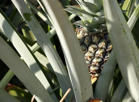 Close up of Fresh tropical pineapple on tree growing in a farm. Stock Photos
