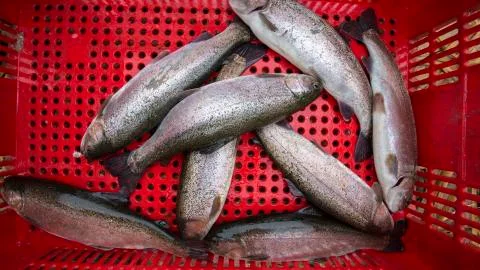 Close up fresh trout fish in red plastic basket. Bolivia Stock Photos