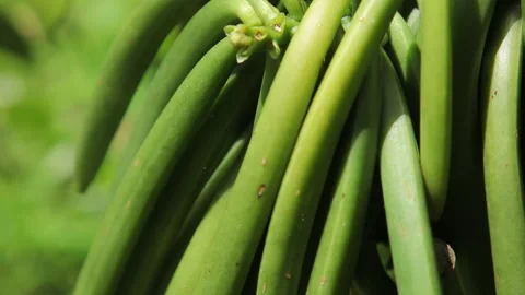 Close-Up of Fresh Vanilla Beans Hanging on the Vine in a Natural Setting Stock Footage 221130342