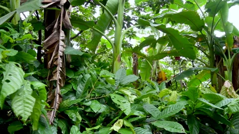 Close-up-of-fresh-vegetable-crops-hidden-in-green-leaves Stock Footage 345324091
