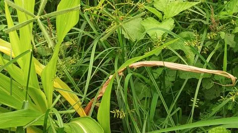 Close-up of fresh vegetation in a rural setting 写真素材