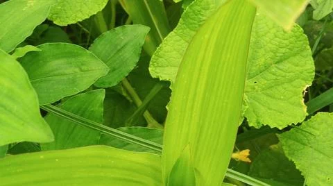 Close-up of fresh vegetation in a rural setting Fotos de archivo