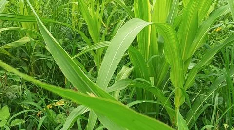 Close-up of fresh vegetation in a rural setting Stock-Fotos