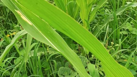 Close-up of fresh vegetation in a rural setting Stock Photos